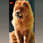 Mike 🐾 - @mike_chow_chow - Instagram