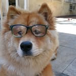 Mike 🐶 - @mike_chowchow - Instagram