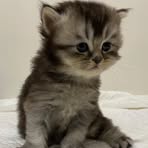 Mike Chow - Facebook
