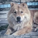 Mike chow chow - @mike.belchior - Instagram