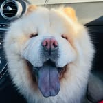 Mike Donev - @mike.chow.chow - Instagram