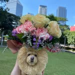 Mikey the chow - @mikey._.thechow - Instagram