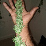 Mike Condon - @gaylordfocker420 - Instagram