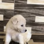 𝗠𝗶𝗸𝗲 𝗰𝗼𝗻𝘁𝗲 𝘀𝗮𝗻𝘁𝗼𝘀🐾🎥 - @mikeblogueirinhodog - Instagram
