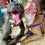 Mikecrom Mcnish Lever - @levermikecrom - Instagram
