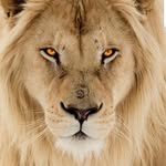 Mike Dangerfield - @dem_bantam_boyz - Instagram