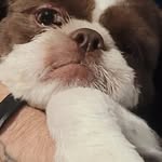 Mike DeBellis - @chefmike1000 - Instagram