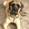 Mike Dedo - @walterthemastiff - TikTok