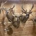 Mike Noldens Trophy Deer Camp - Facebook