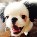 Mike Delfino-Evans - @itsmemike_dog - Instagram