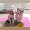 Mike Dietrich - @prof.dr.kolatus - TikTok