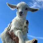 Michael Dong - @mikedong5216 - Instagram