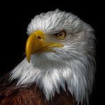 Mike Eagle - @eagle4nra - Instagram