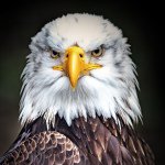 MIke Eagle - @eagle4evr - Instagram