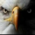 The_fire_eagle - @mike_eagle6 - Instagram