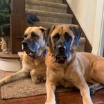 Mike Eberle - @daisy_lily_rosie_eb_mastiffs - Instagram