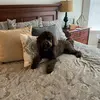 Mike Eldon - @stella_thedogtok - TikTok