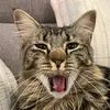 Mike Elrod - @mikeelrod0 - TikTok