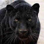 Mike Armirotto Engels - @engels9300 - Instagram