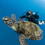 Mike Ennis | Underwater Photographer - @maximumthesalinity - Instagram
