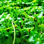 Mike-Grow-Greens - @mike.grow.greens - Instagram