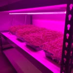Mike Grows LLC - @mikegrows.micros - Instagram