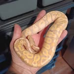 Mike Hand - @mikehandreptiles - Instagram