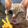 Mike hen - @mikehen8 - TikTok