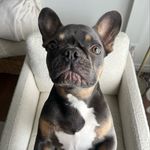 Mike🐾 - @mikehenry.frenchie - Instagram