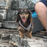 Salsichinha Mike - @mike_hundwurst - Instagram