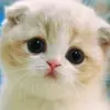 🌸mike_kat🌺 - @mike_kat - TikTok