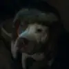 Mikeal Kistner - @mikeal.kistner - TikTok