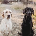 Mike Kratz - @missouri_river_pointing_labs - Instagram