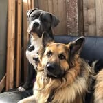 Mike Kray - @viperwolfbully_studz - Instagram
