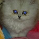 Mike Kwok - @mikekwok1985 - Instagram