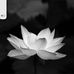 Mike Le - Facebook