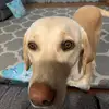 Michael Levasseur692 - @bigmike9691 - TikTok