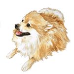 Mike Logsdon - @paint.my.puppy - Instagram