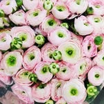 Diva Flowers Mikelot - @diva_flowers_mikelot - Instagram