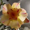 Mike Low - @mike.low8 - TikTok