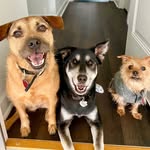 Mikey, Lucky And Chloe - @mikeluckandchloe - Instagram