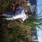 Meke Letuka - Facebook
