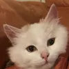 Michael Kessler - @mikemanny - TikTok