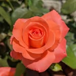 Mike - Markham, ON - @mikesgardening - Instagram