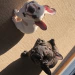 Mike Matson - @fantabulous_frenchie_friends - Instagram