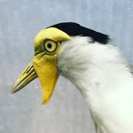 Mike Matson - @mikesphatfeatheredcreatures - Instagram