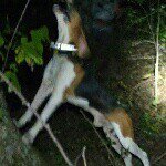 MIKE MAXEY - @_mike_coonhound - Instagram