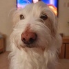 Mike McAleer - @ghostdog18 - TikTok