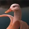Mike McDole - @swanana0 - TikTok