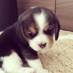 Mike A Mcdougal - @mikemcdougal7 - Instagram